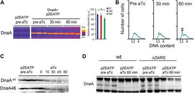 Energy Starvation Induces a Cell Cycle Arrest in Escherichia coli by Triggering Degradation of the DnaA Initiator Protein